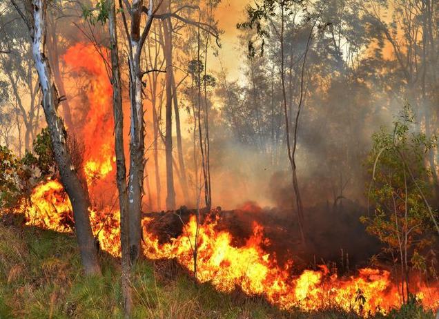 سیشا چلم جنگلات میں دوبارہ آتشزدگی